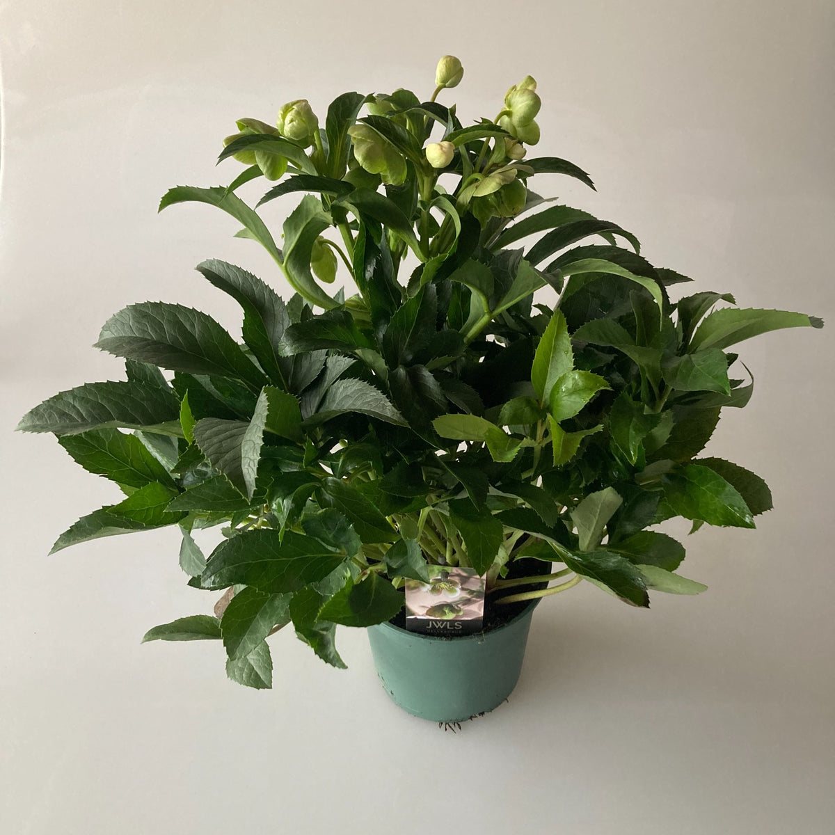 Helleborus Endless 612cm 17cm Pot