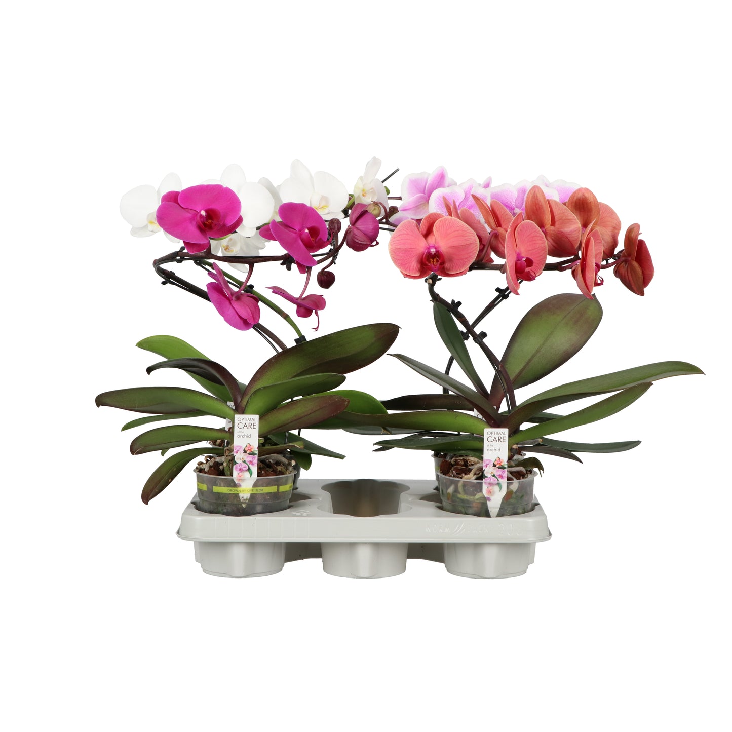 Phalaenopsis mix twister 45cm 12cm Pot