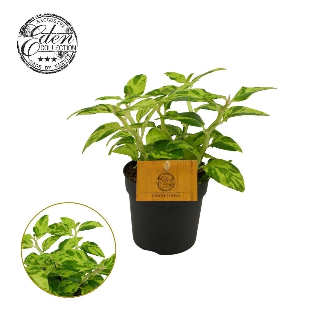 Pedilanthus tith. Green Blush 15cm 10.5cm Pot