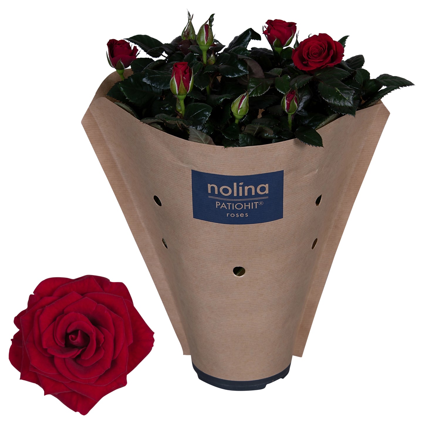 Rosa red 36cm 13cm Pot