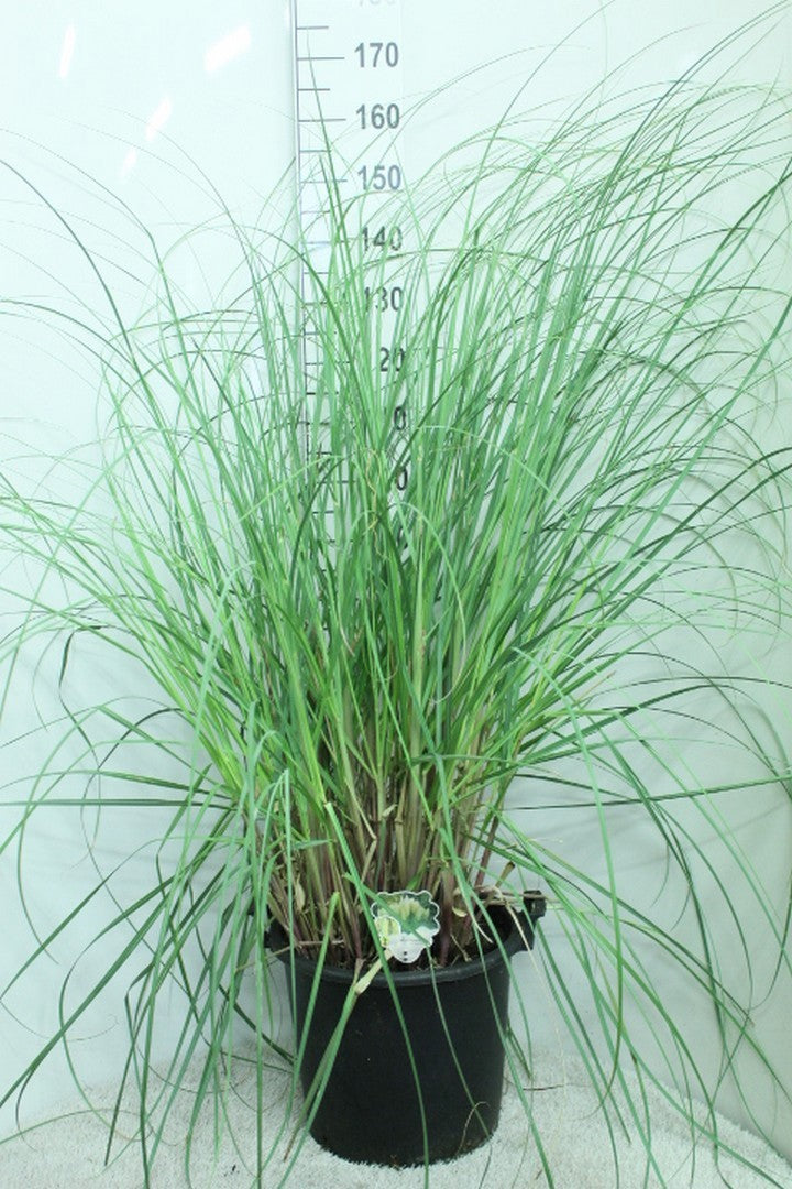 Cortaderia sellona Pumila 160cm 40cm Pot