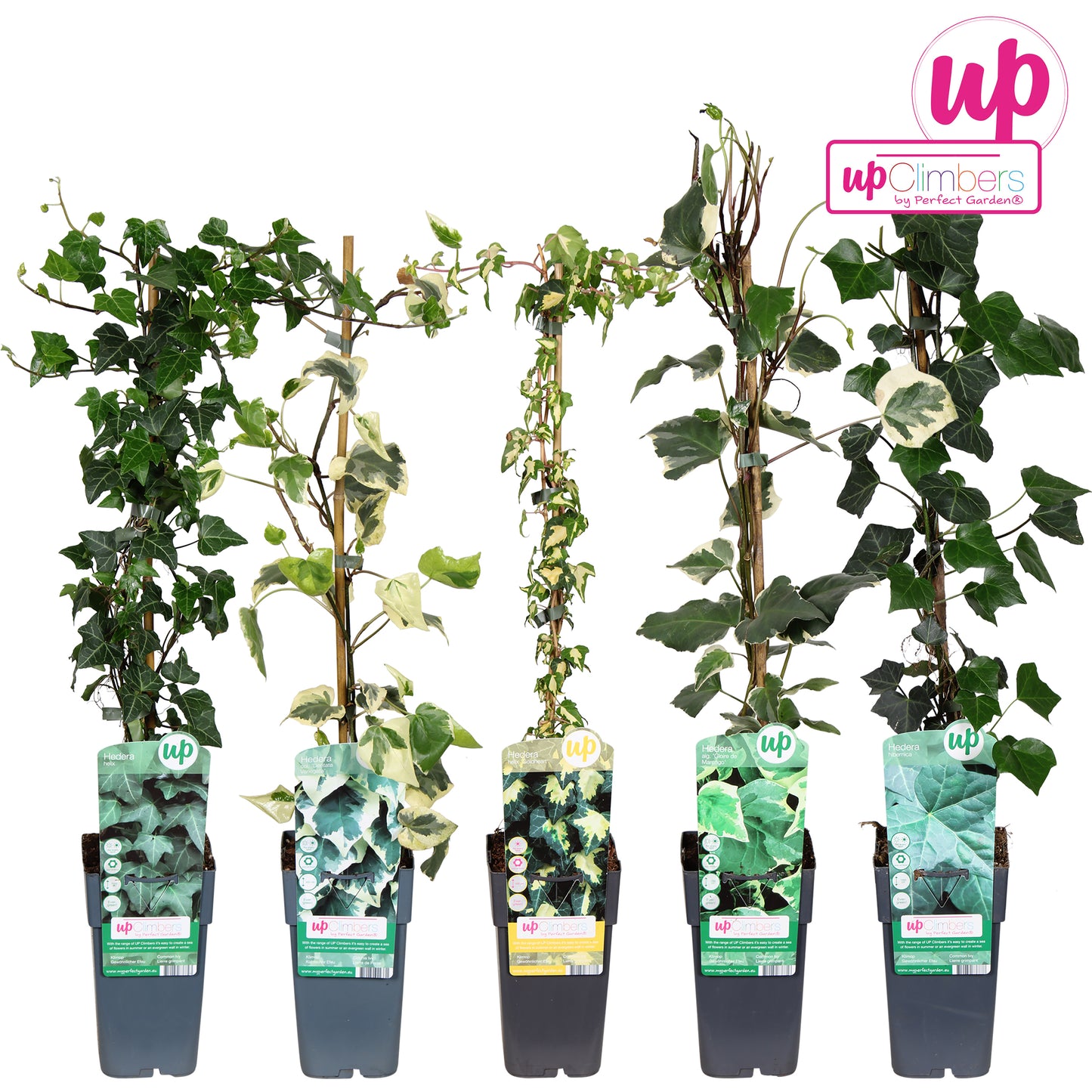 hedera-mix-tray-15cm-pot
