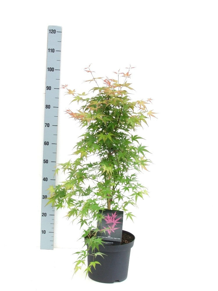 Acer Phoenix 80cm 26cm Pot