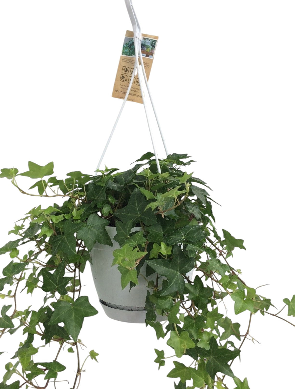 Hedera helix green 17cm Pot