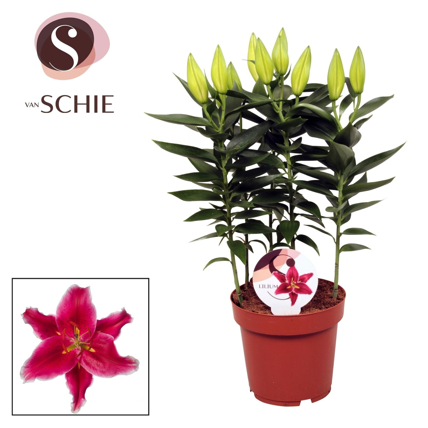 Lilium Starlight Express 47cm 19cm Pot