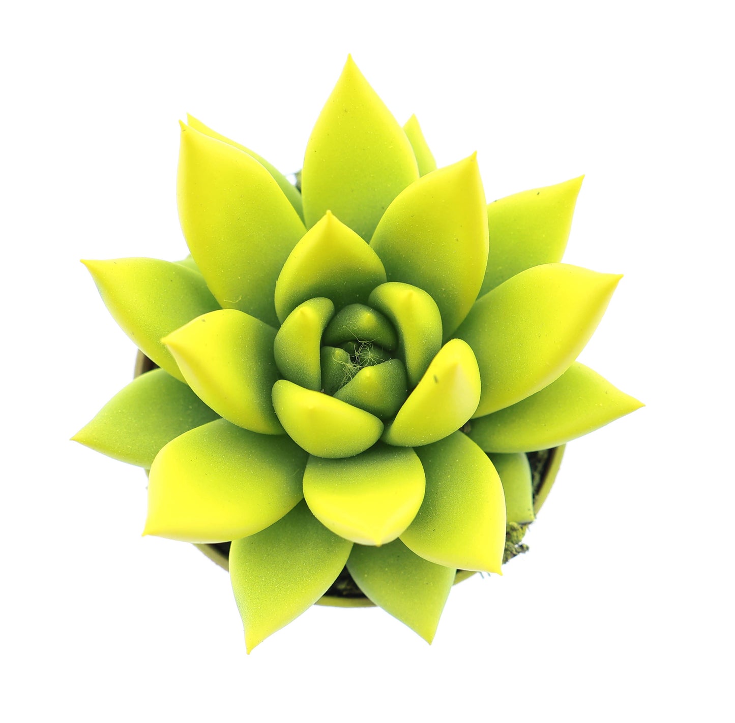 Rainbow yellow 8cm 505cm Pot