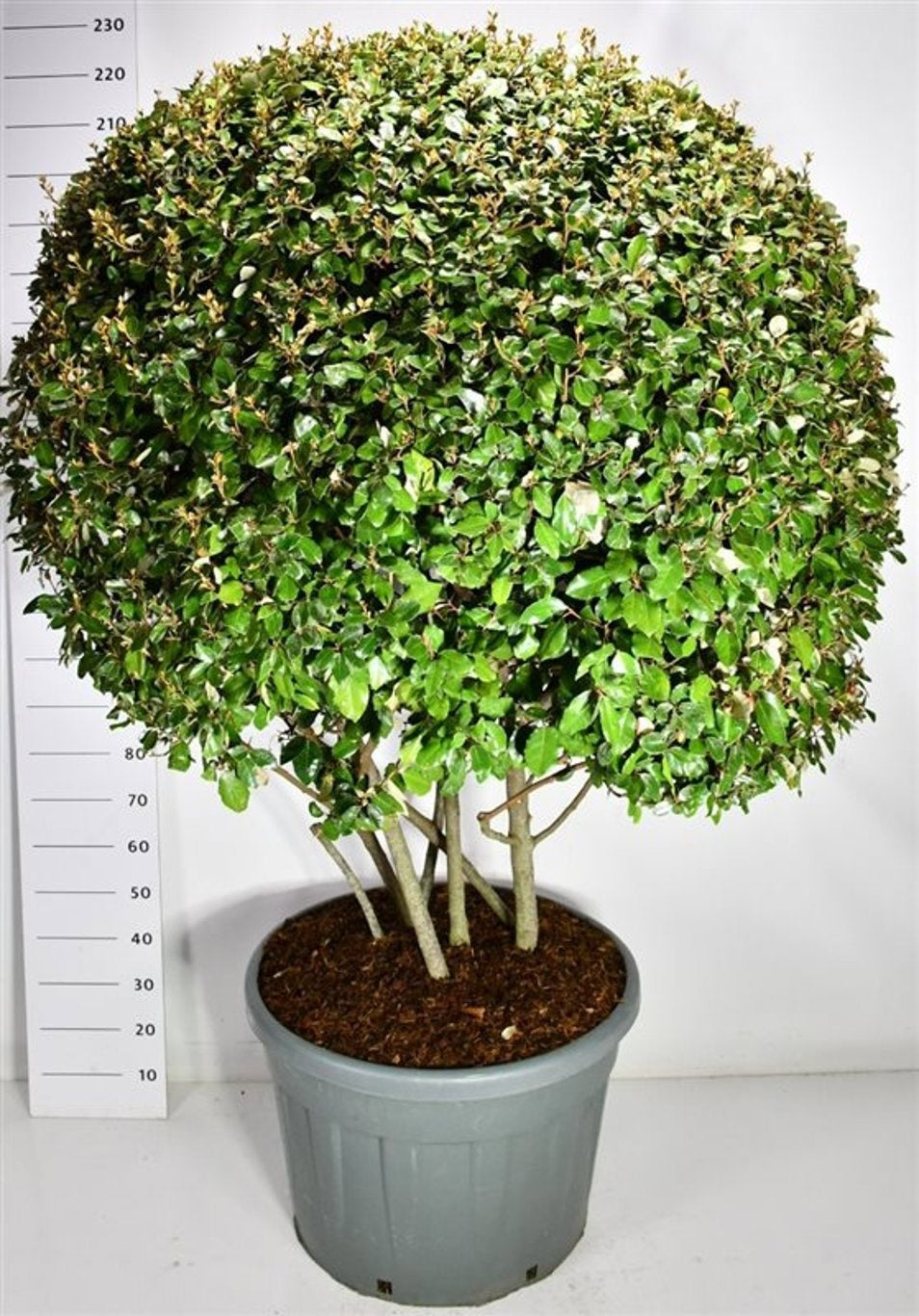 Elaeagnus ebbingei 240cm 77cm Pot
