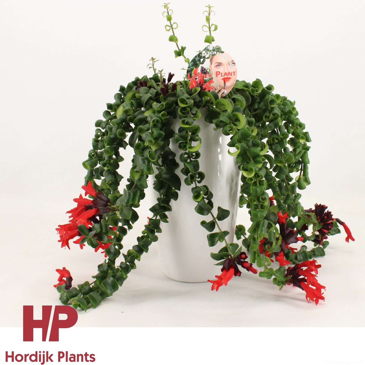 Aeschynanthus Bluster 35cm 15cm Pot