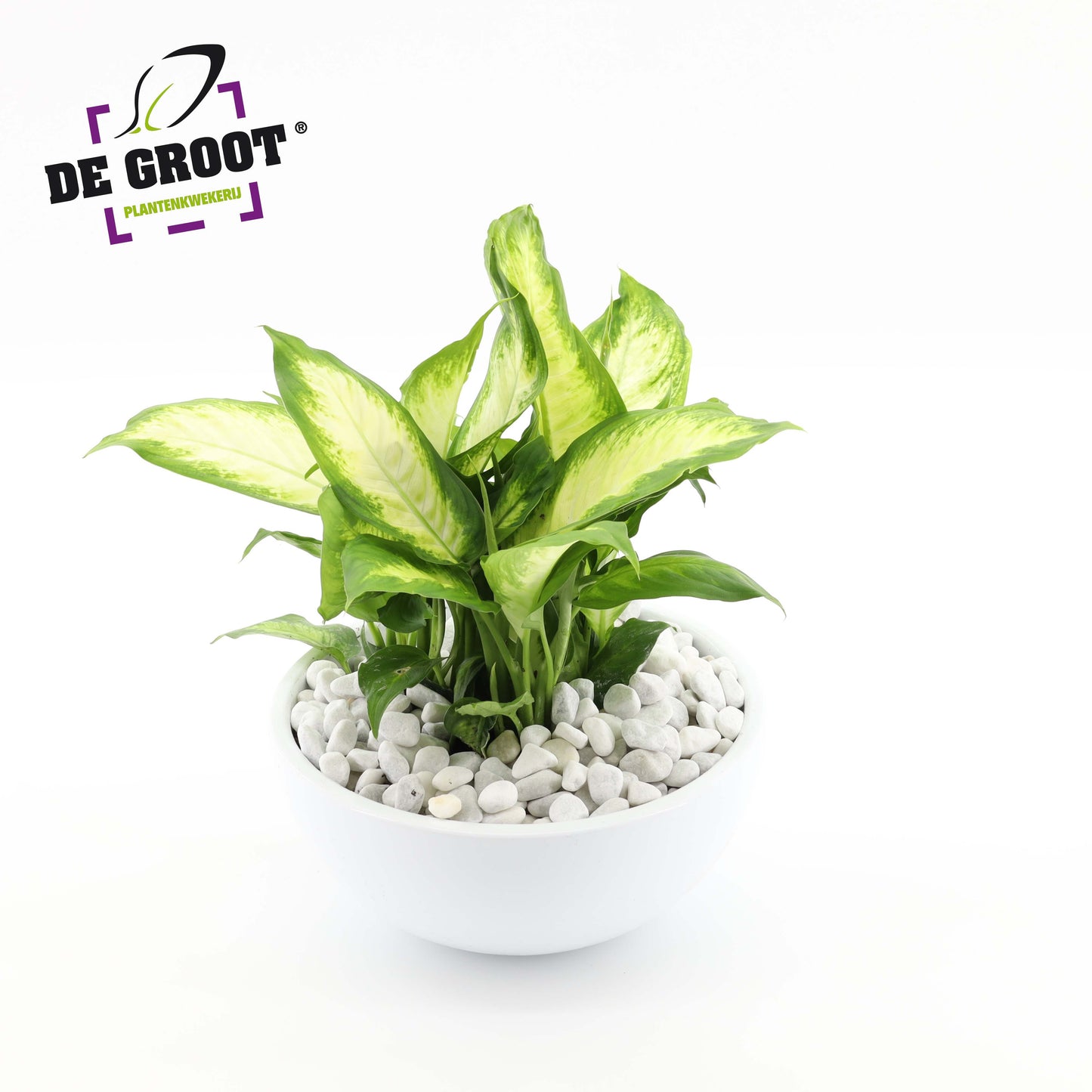 Plants in bakken 40cm 25cm Pot