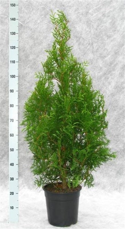 Thuja occidentalis Brabant 140cm 27cm Pot