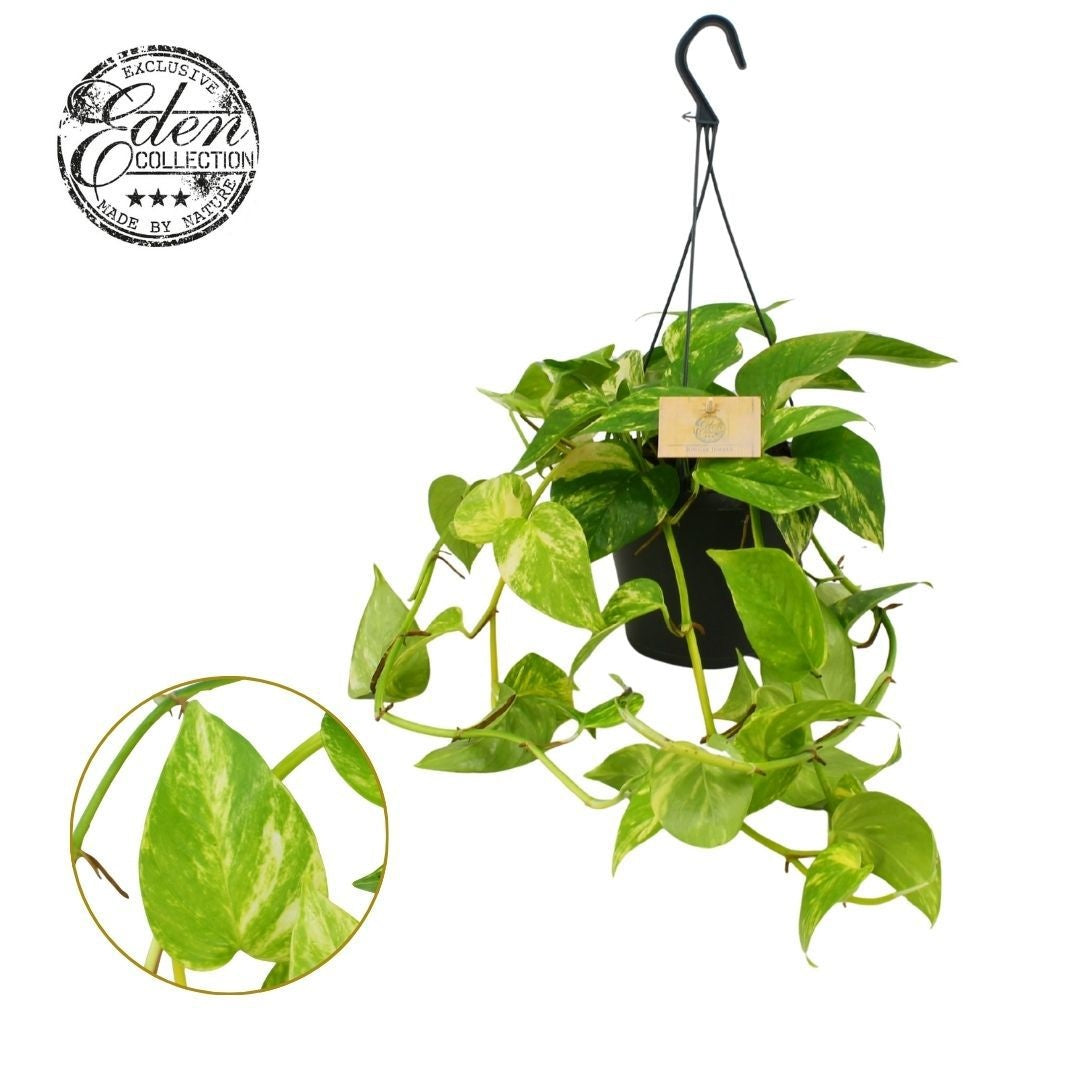 Epipremnum pinnatum 17cm Pot