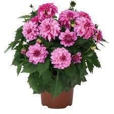 Dahlia Hypnotica Purple 30cm 17cm Pot
