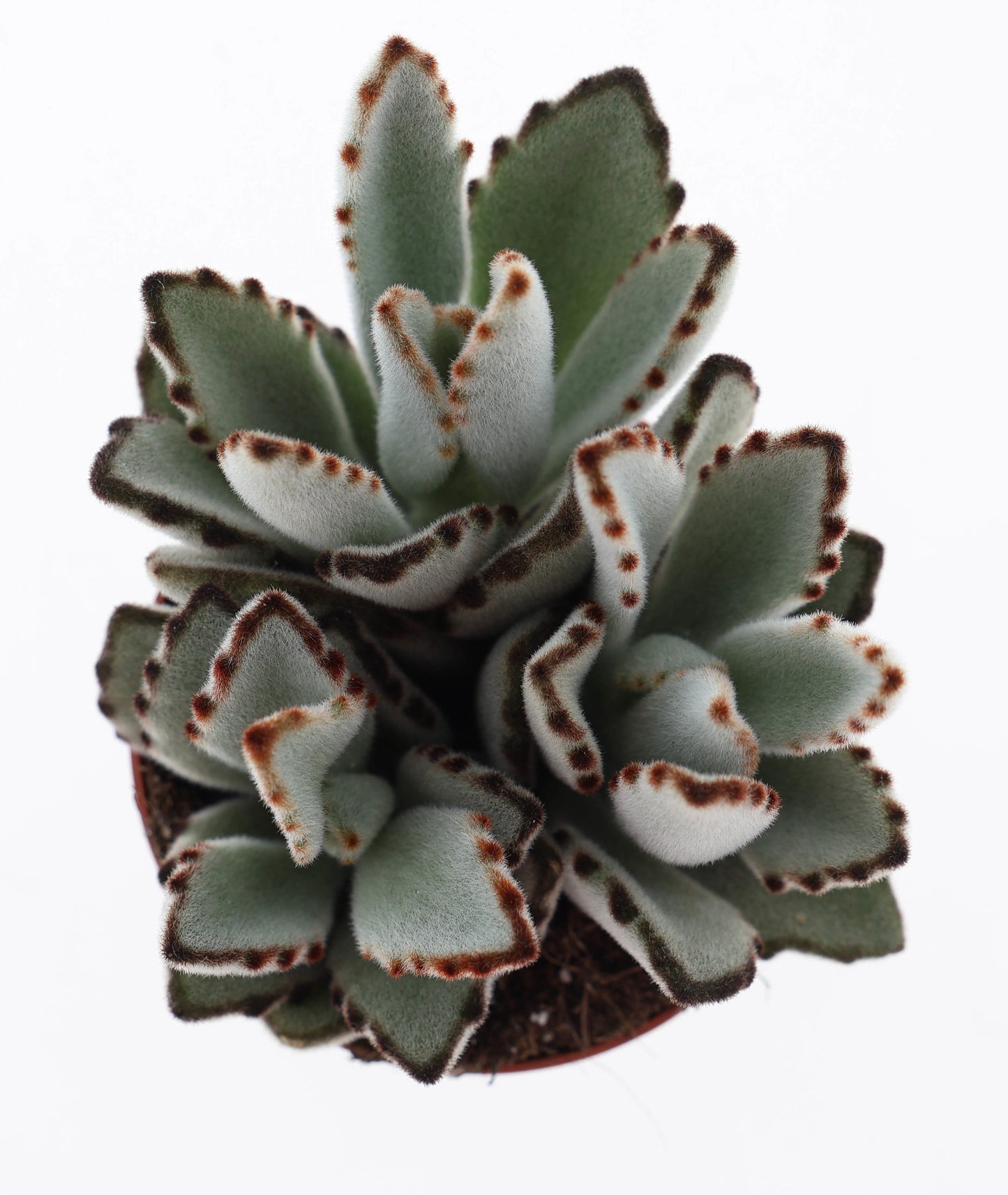 Kalanchoe tomentosa 15cm Special Pot (508)
