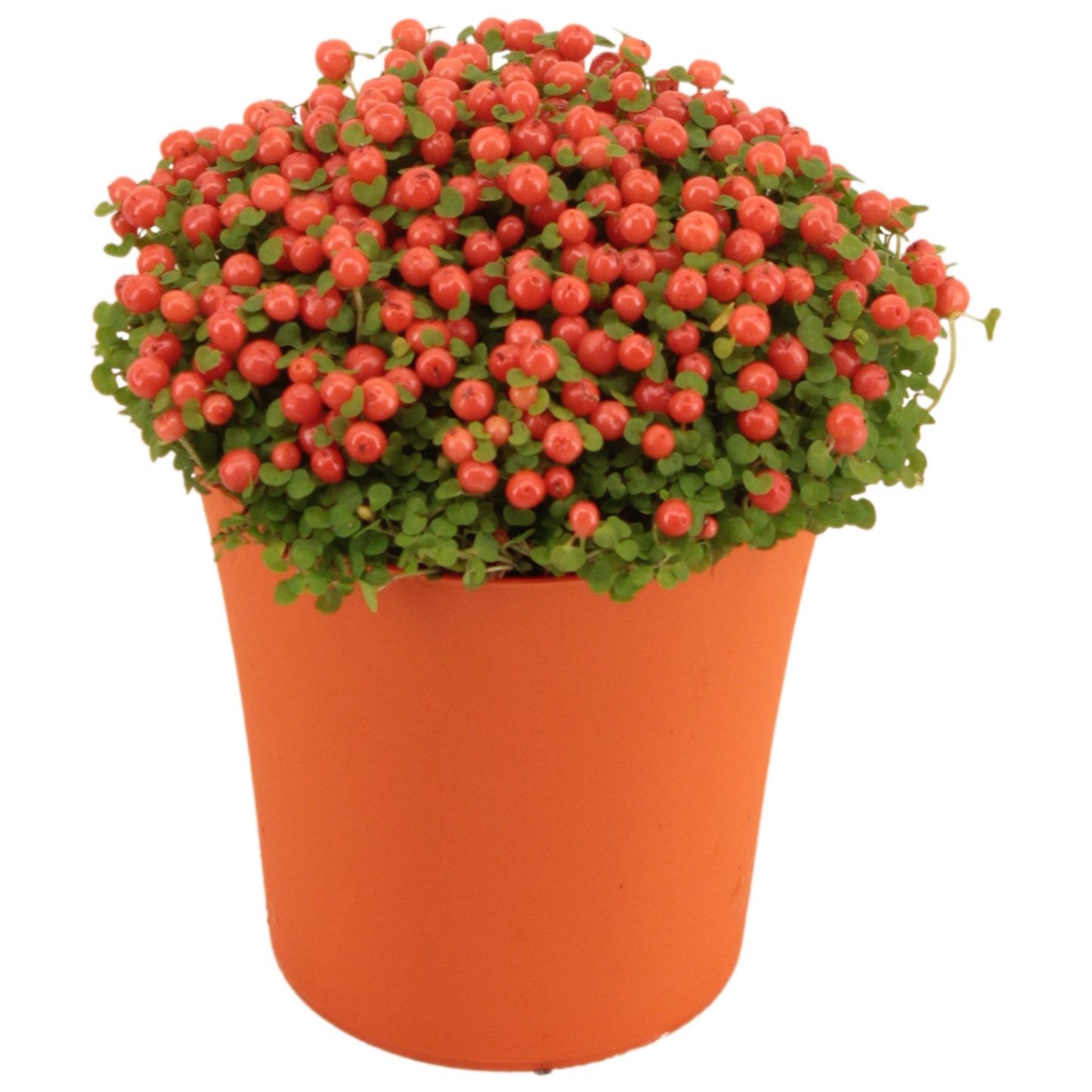 Nertera Astrid 12cm 9cm Pot