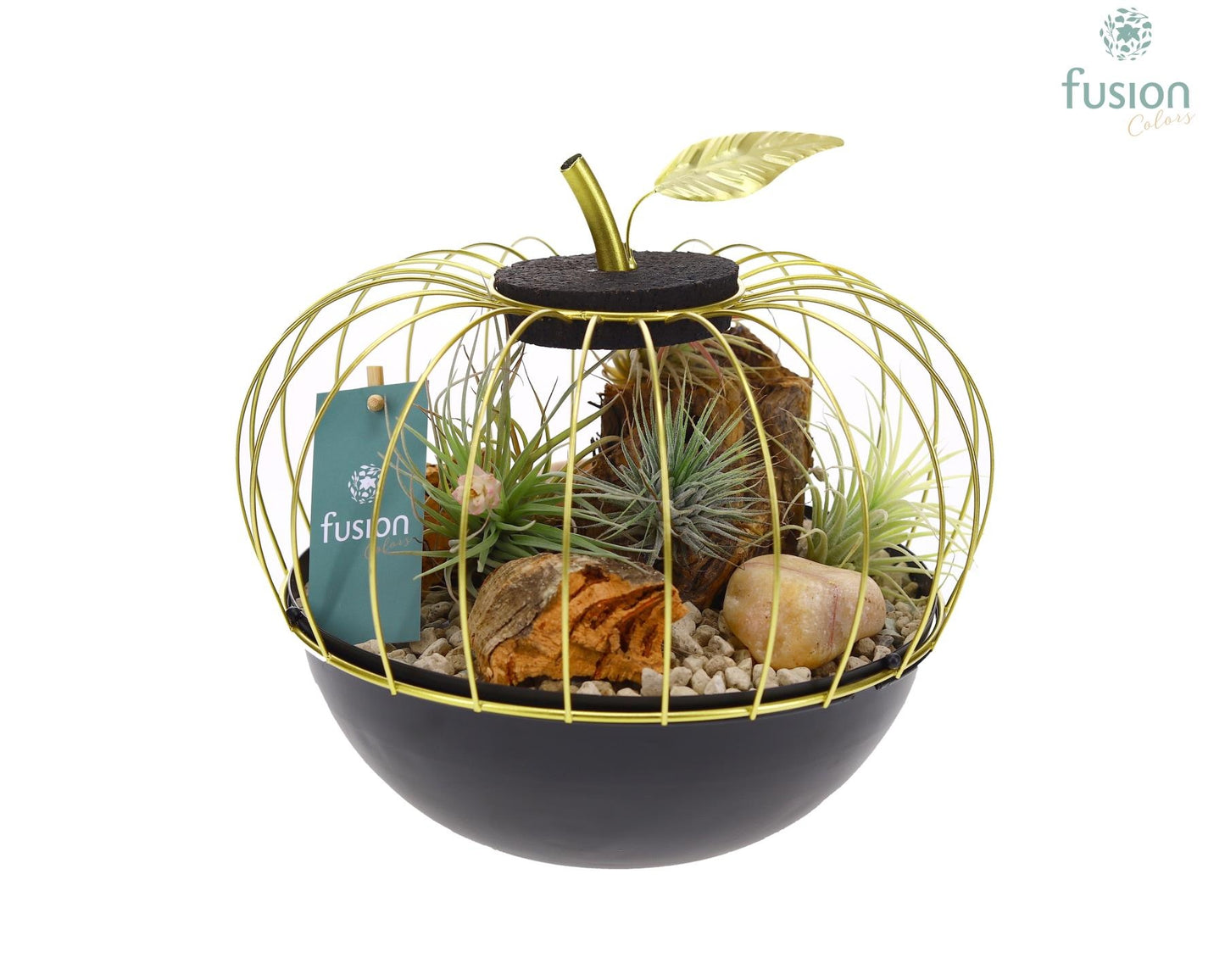 arr. Tillandsia 25cm 23cm Pot