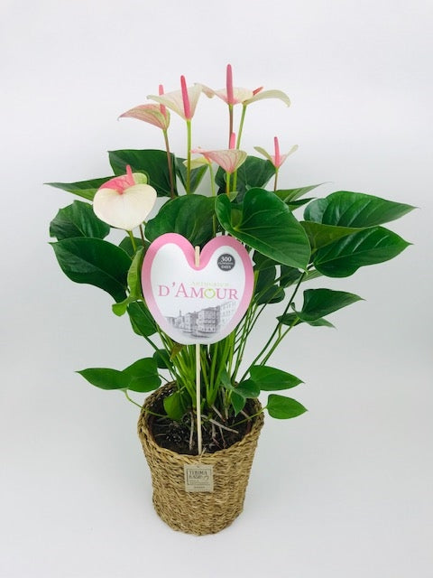 Anthurium Fantasy Love 70cm 24cm Pot
