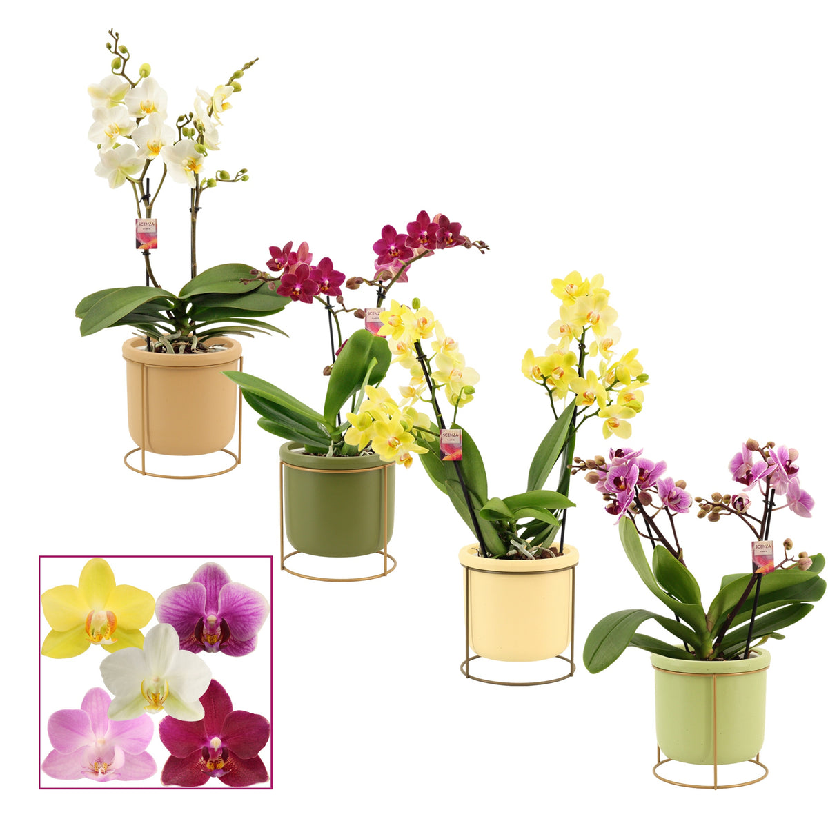 Phalaenopsis mix 35cm 12cm Pot