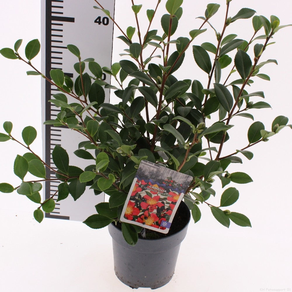 Camellia japonica 40cm 15cm Pot