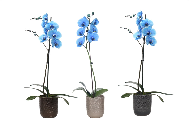 Phalaenopsis Hybrid 55cm 12cm Pot