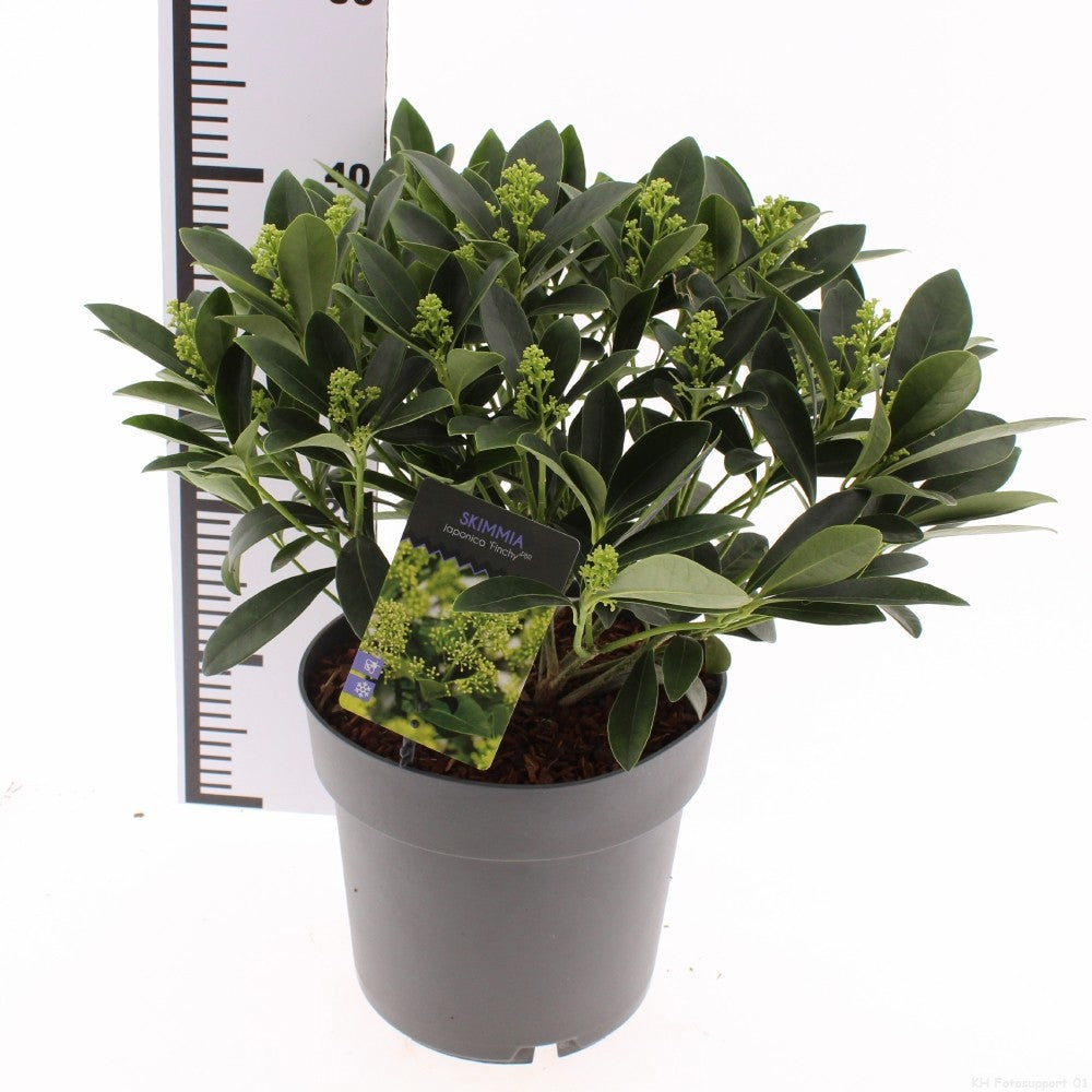 Skimmia japonica Finchy 30cm 23cm Pot