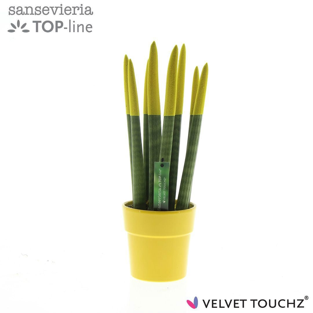 Sansevieria cylindrica 40cm 12cm Pot