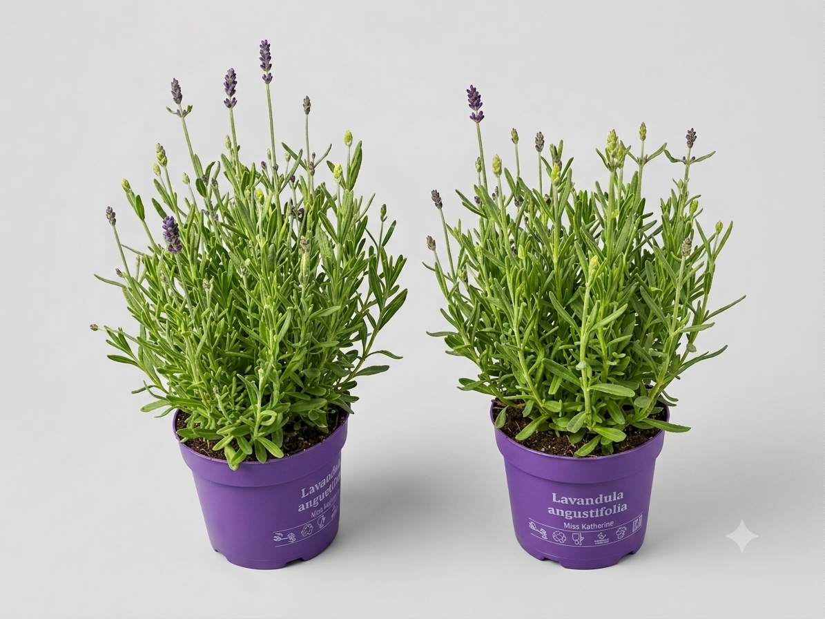 Lavandula angustifolia 30cm 13cm Pot
