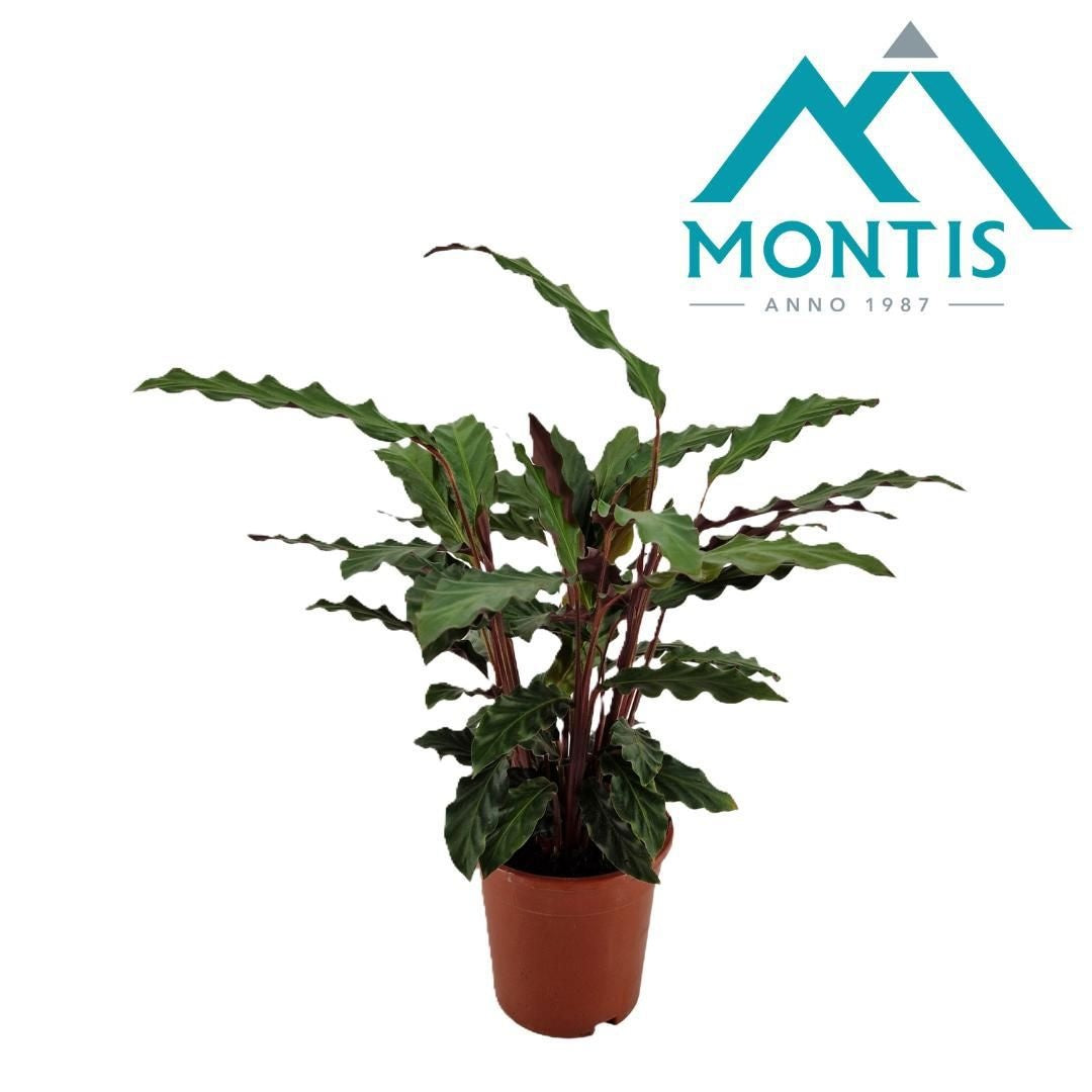 Calathea Rufibarba 60cm 17cm Pot