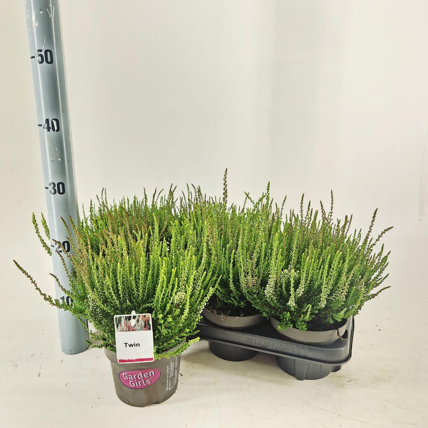 Calluna Garden Girls twin 25cm 13cm Pot