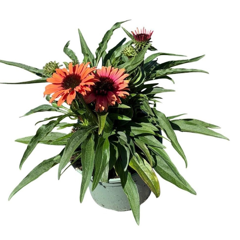 Echinacea SunSeekers Orange 45cm 17cm Pot