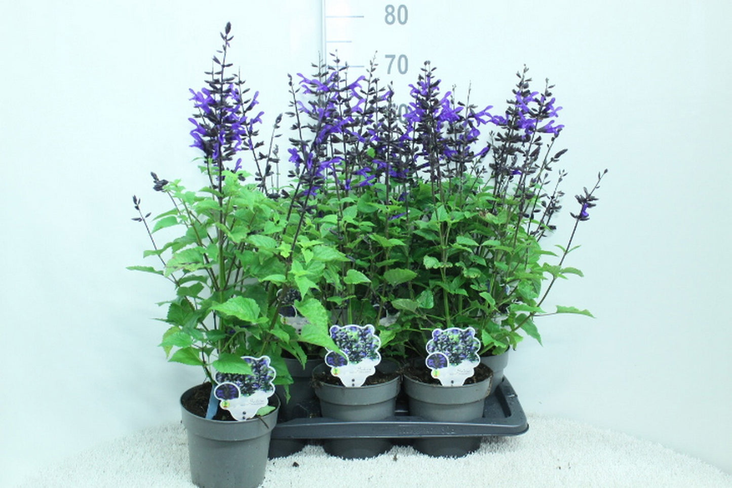 Salvia Salgoon Lake Blueberry 70cm 17cm Pot