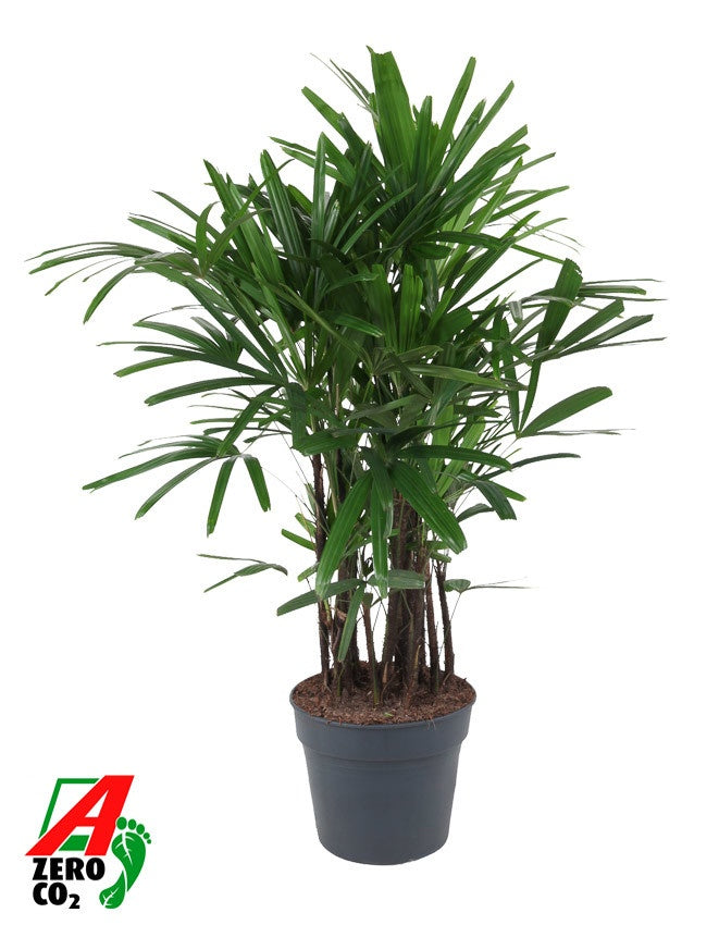 Rhapis excelsa 140cm 34cm Pot
