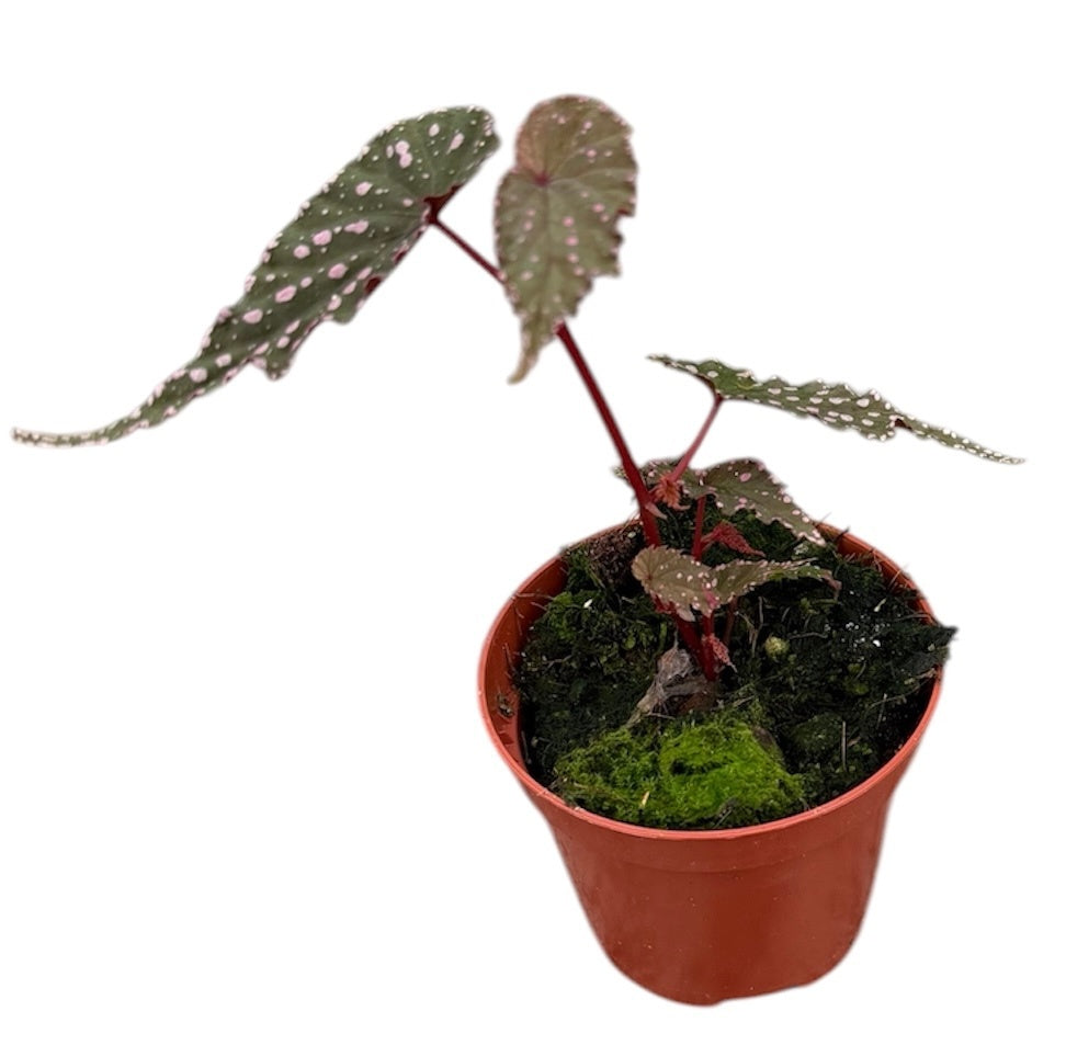Begonia Cottage Bright Red 12cm 8cm Pot