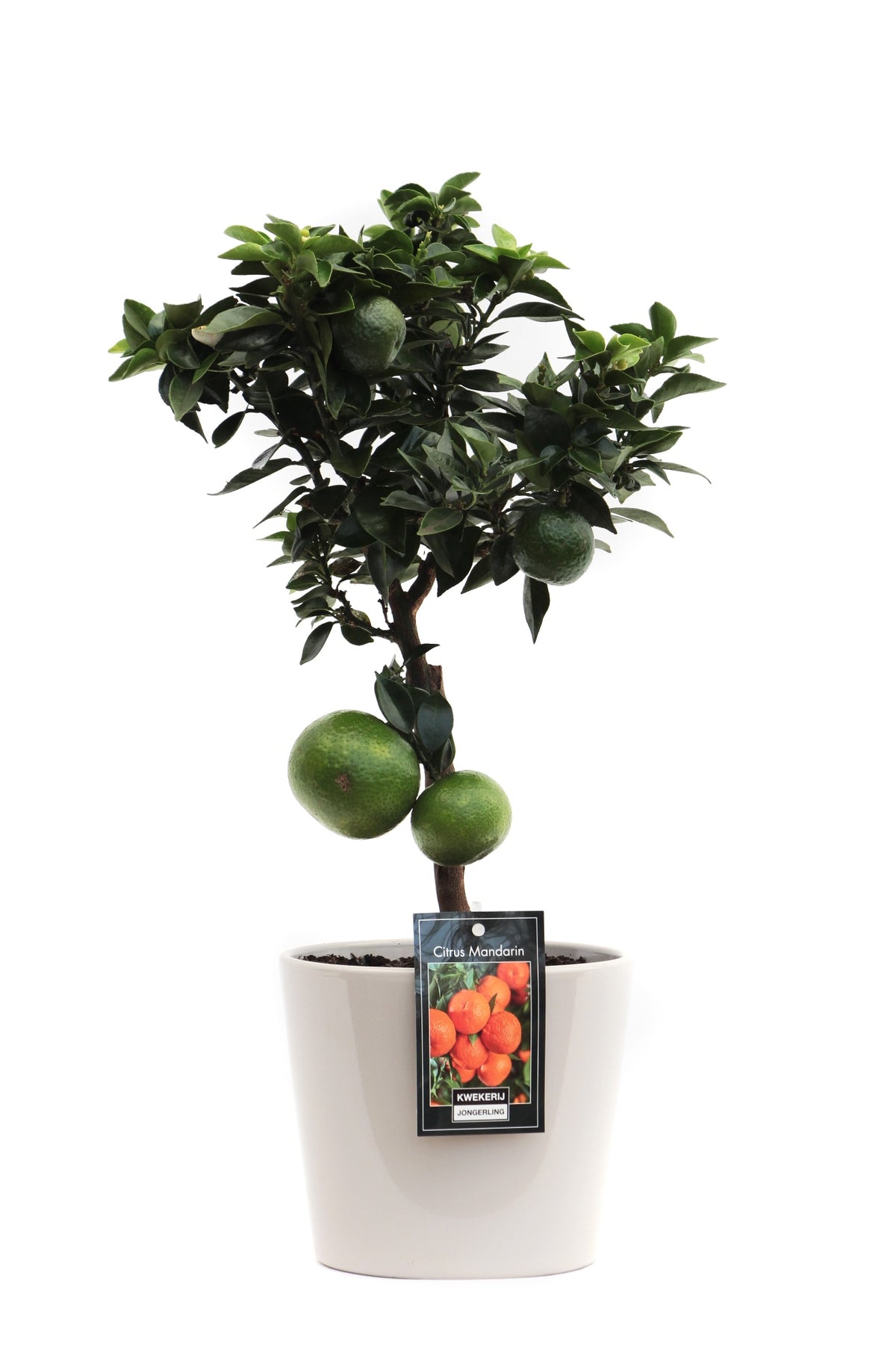 Citrus aur. Chinotto 50cm 16cm Pot