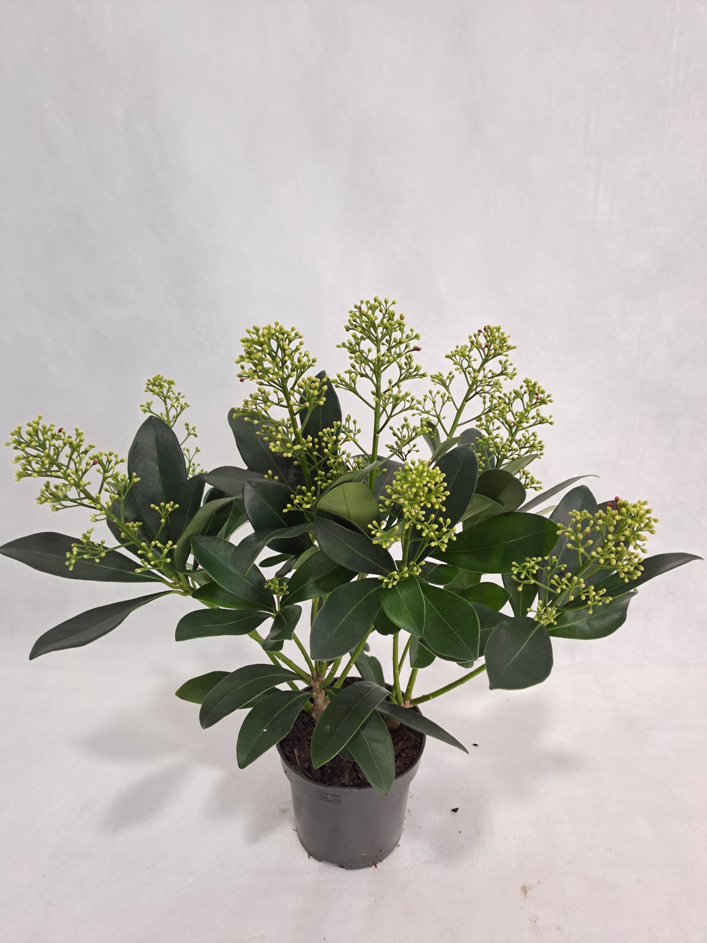 FBB Plant Skimmia japonica Finchy Pack of 12