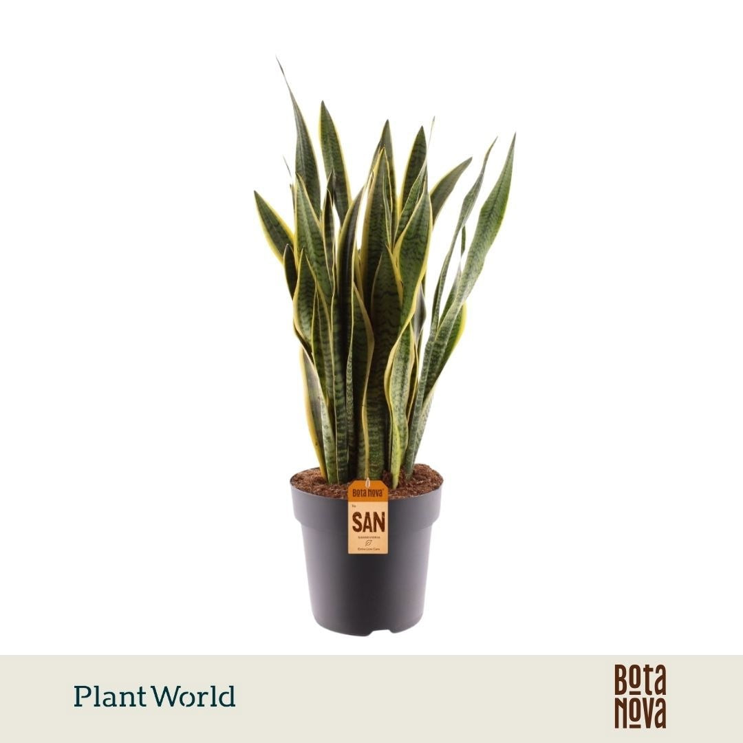 Sansevieria Laurentii 100cm 27cm Pot