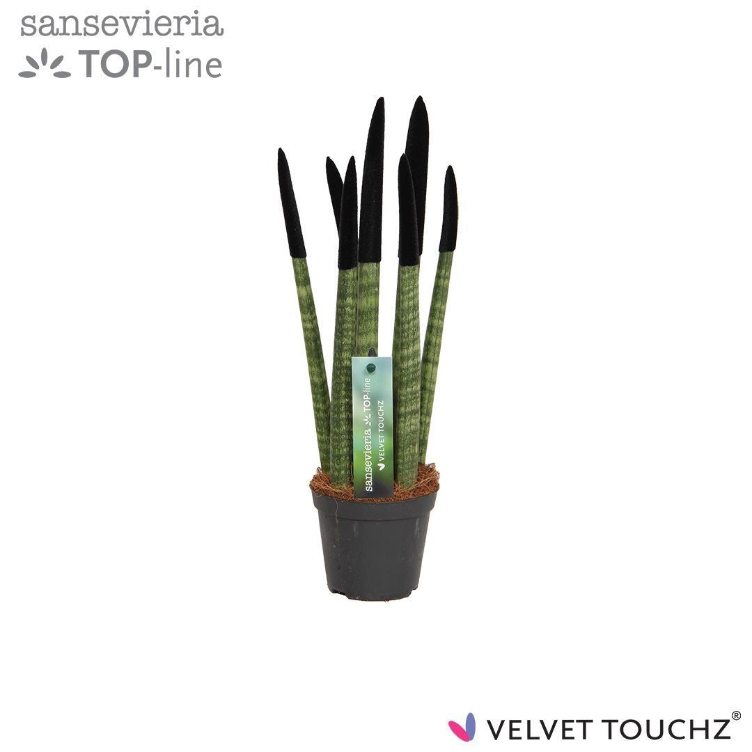 Sansevieria cylindrica 30cm 8.5cm Pot