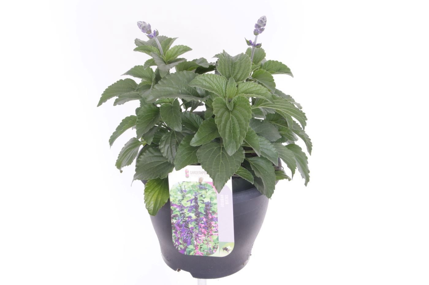 Salvia Mystic Spires Blue 40cm 23cm Pot