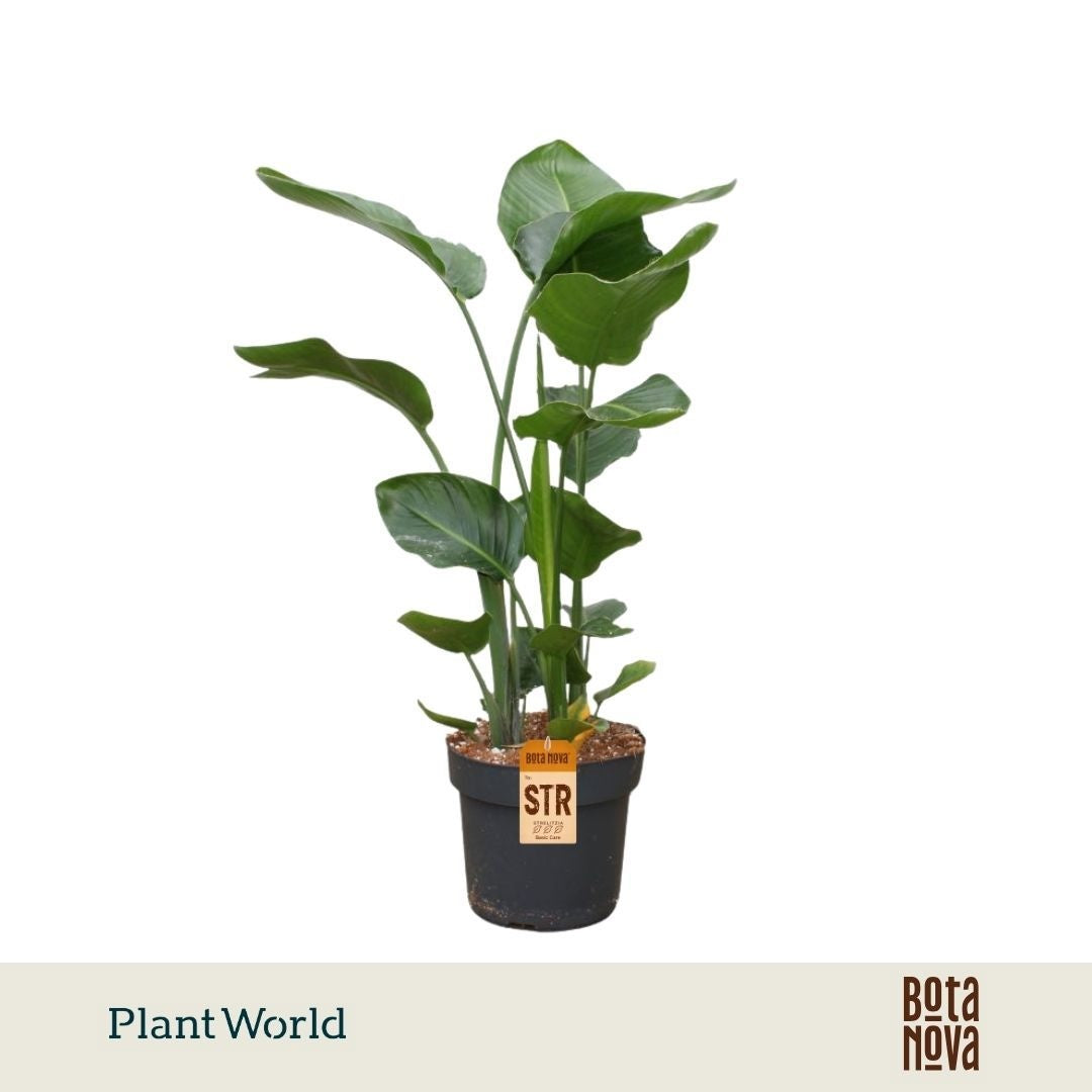 Strelitzia nicolai 100cm 24cm Pot