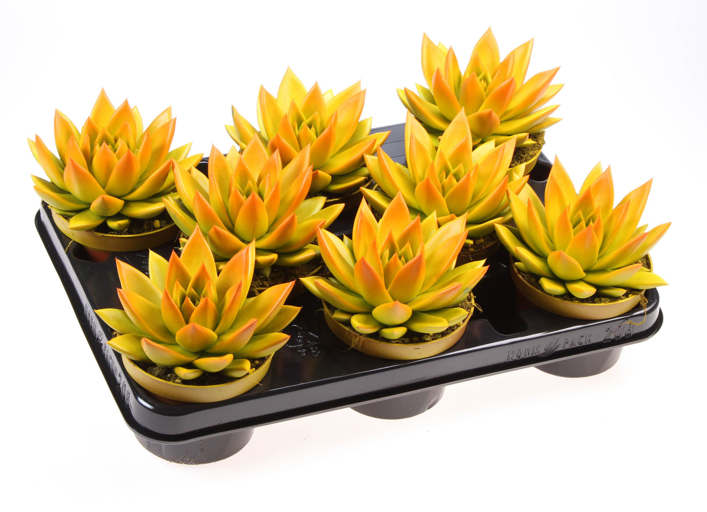Rainbow bicolor yellow + orange point 12cm 510cm Pot