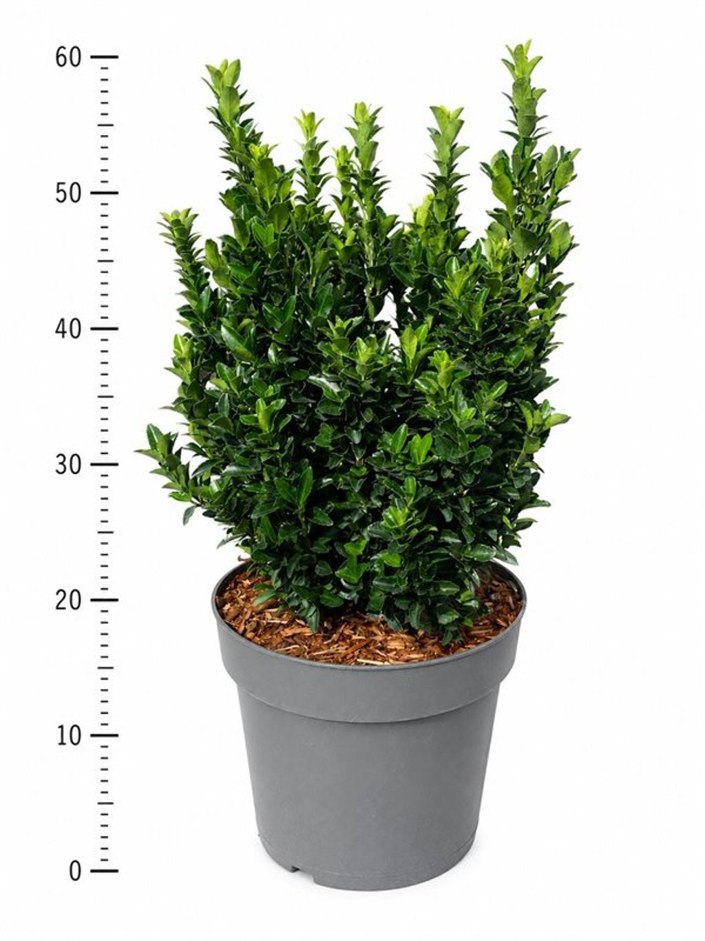 Bloemenkampen BV, Hkw. de Euonymus Green Spire Pack of 1