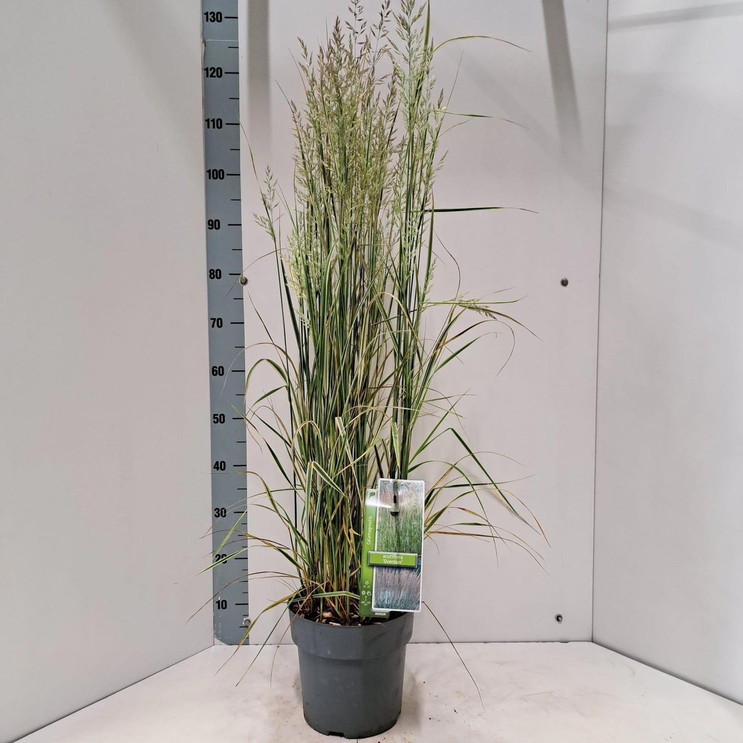 Calamagrostis Overdam 130cm 23cm Pot