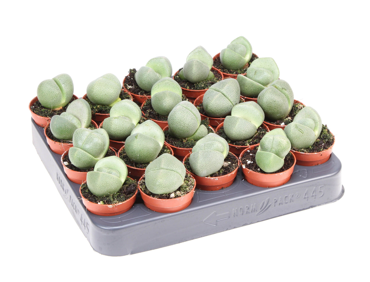 Lithops species mix 6cm 5.5cm Pot