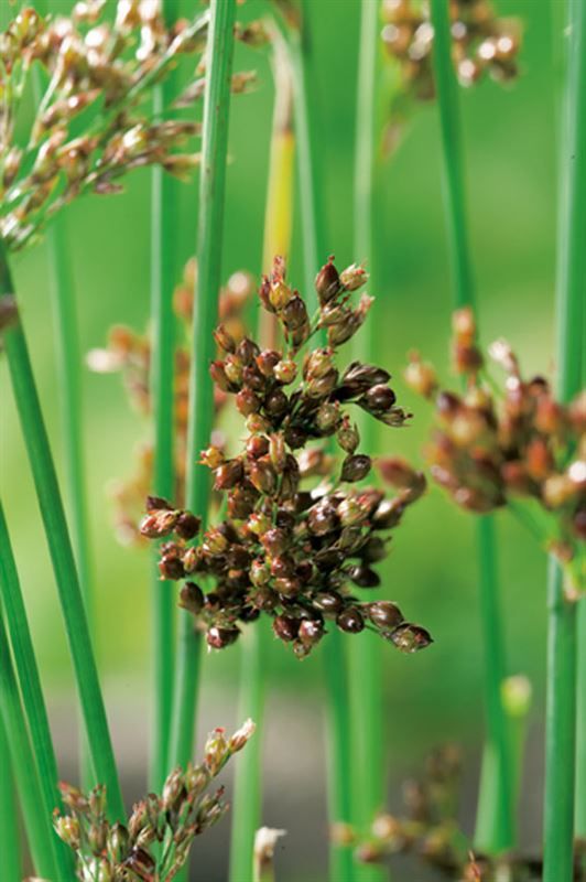 Juncus inflexus 35cm 9cm Pot