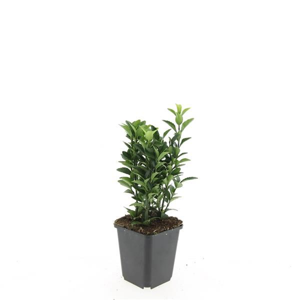 Euonymus Green Spire 5cm 9cm Pot