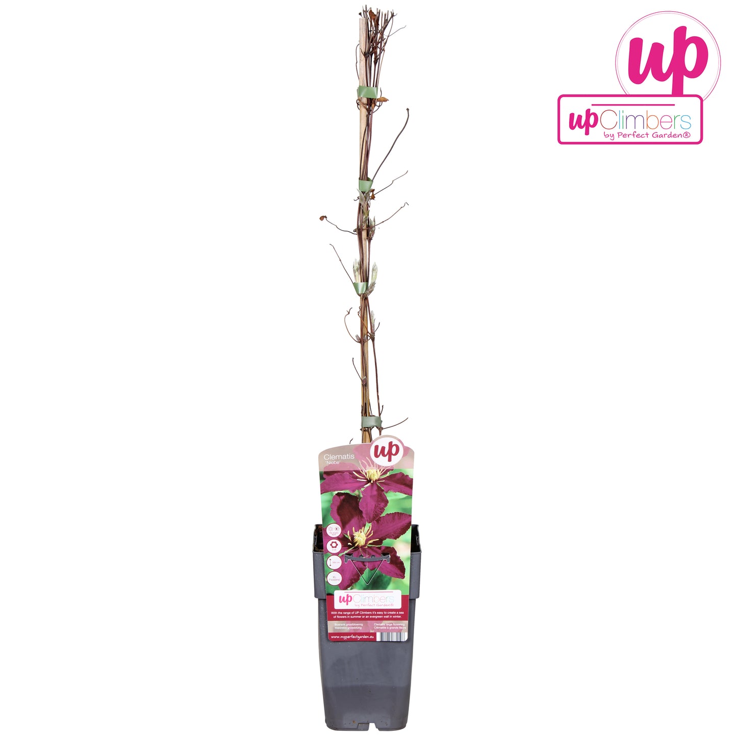Hoogeveen Plants BV Clematis Niobe Pack of 10