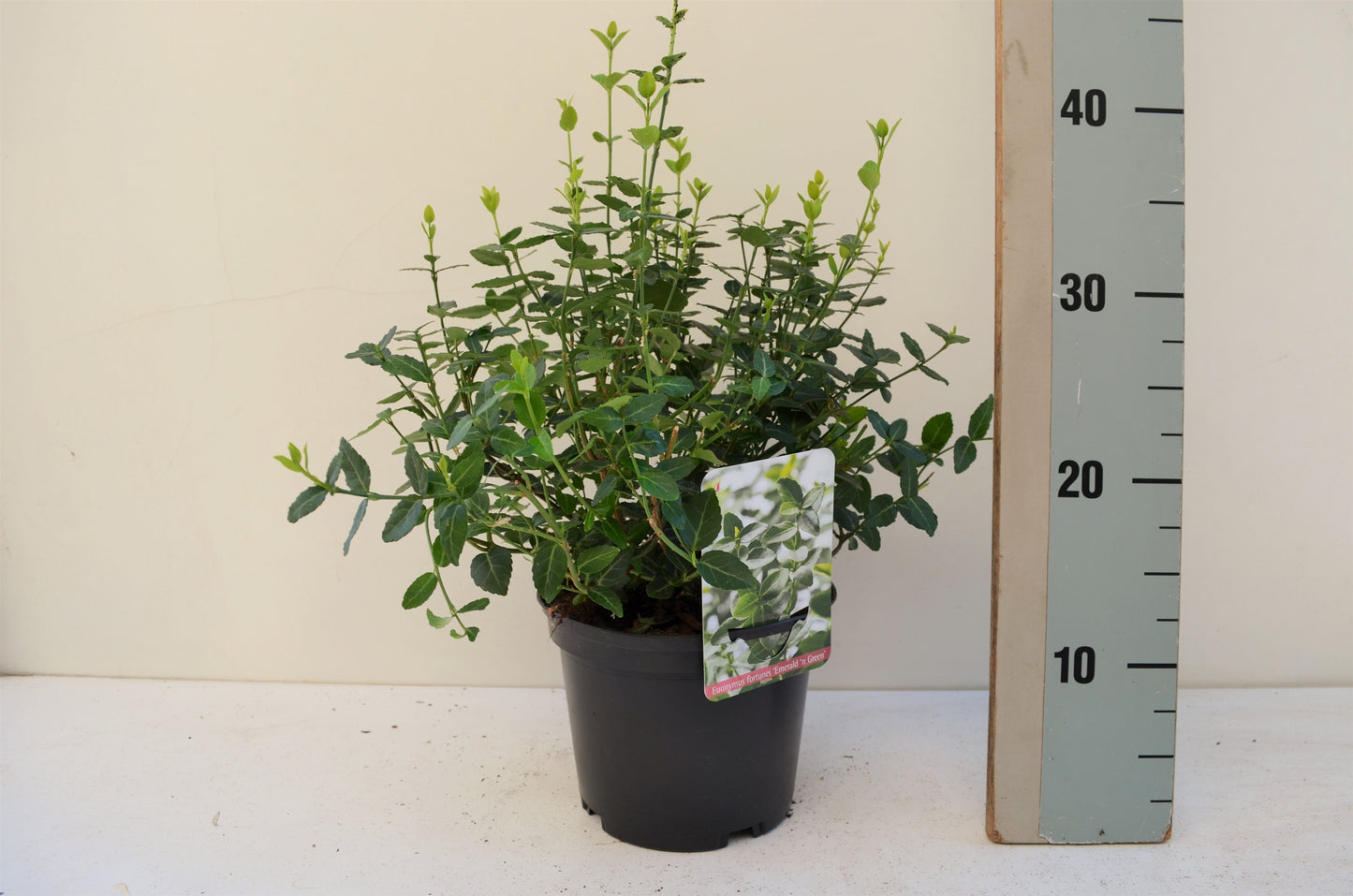 Euonymus Radicans 20cm 13cm Pot