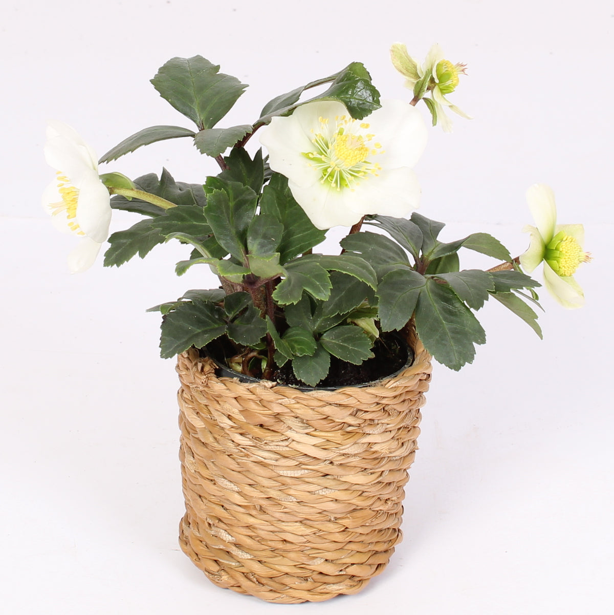 Helleborus niger Christmas Carol 15cm 7cm Pot