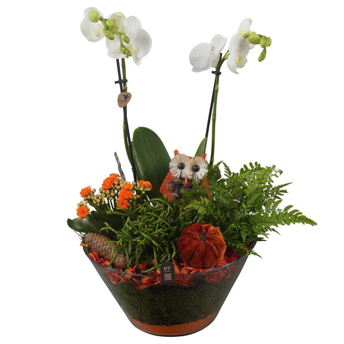 Indoor arrangement 47cm 25cm Pot