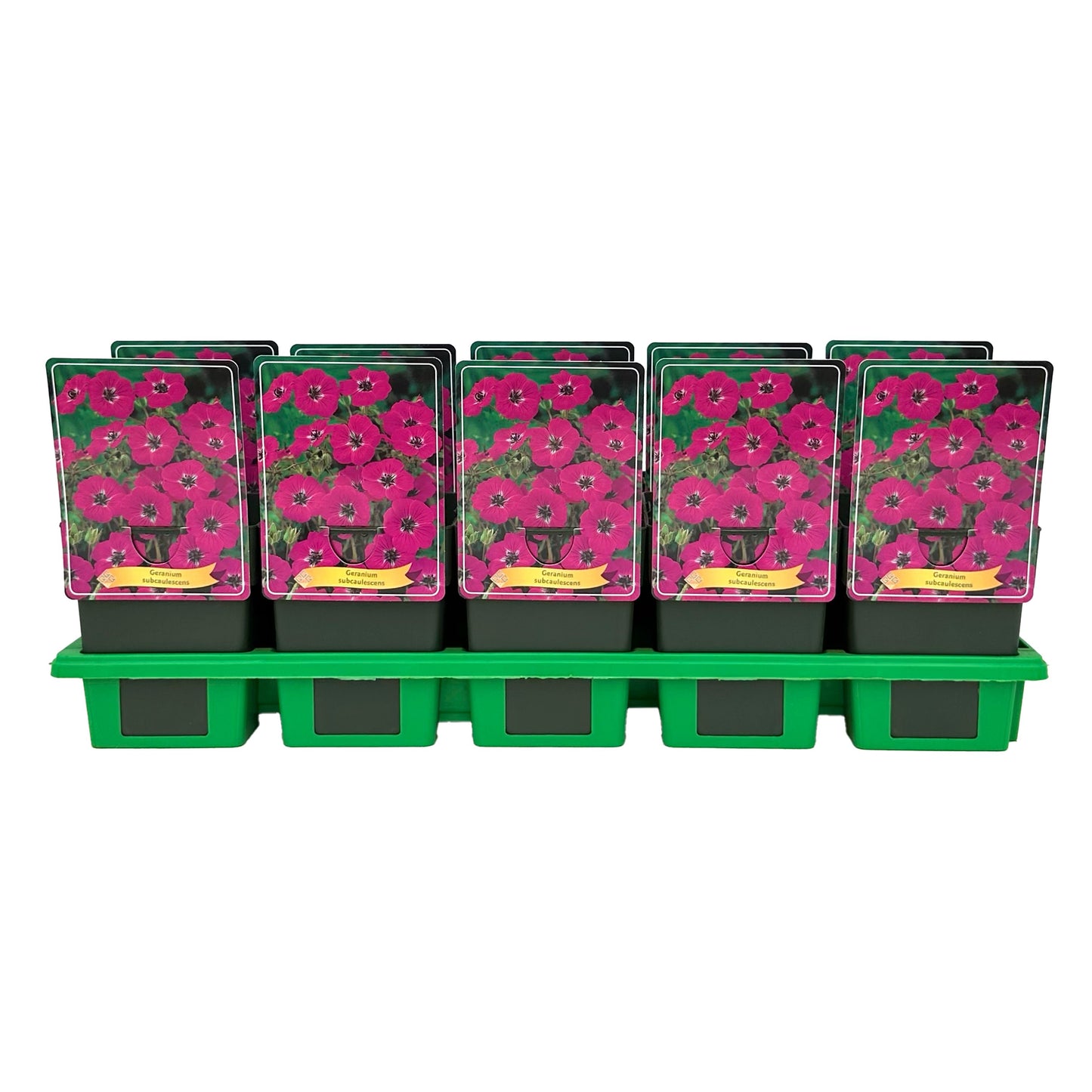 Gebr. Griffioen Geranium cin. subcaulescens Pack of 10