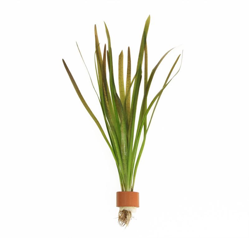 Vallisneria asiatica 5cm 2cm Pot